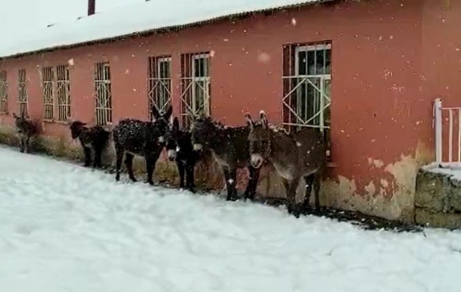Bingöl’de Yürekleri Sızlatan Görüntü: Yaz Aylarında Çalıştırılan Eşekler, Kışın Ölüme Terk Edildi