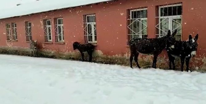 Bingöl’de Yürekleri Sızlatan Görüntü: Yaz Aylarında Çalıştırılan Eşekler, Kışın Ölüme Terk Edildi