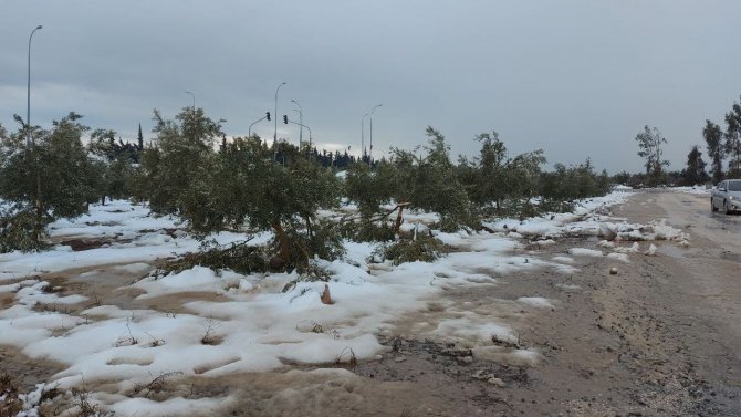 Hatay’da Kar Zeytin Ağaçlarının Dallarını Kırdı