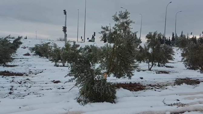 Hatay’da Kar Zeytin Ağaçlarının Dallarını Kırdı