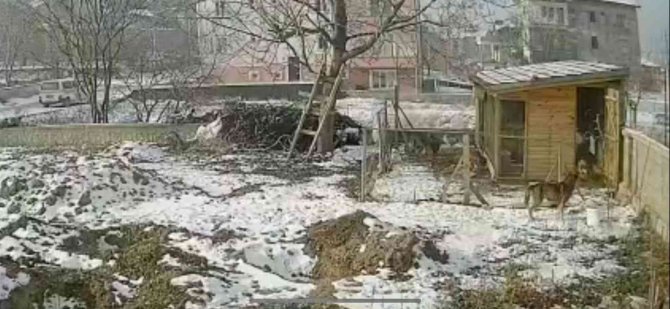 Sokak Köpeklerinin Kümese Saldırdığı Anlar Böyle Görüntülendi