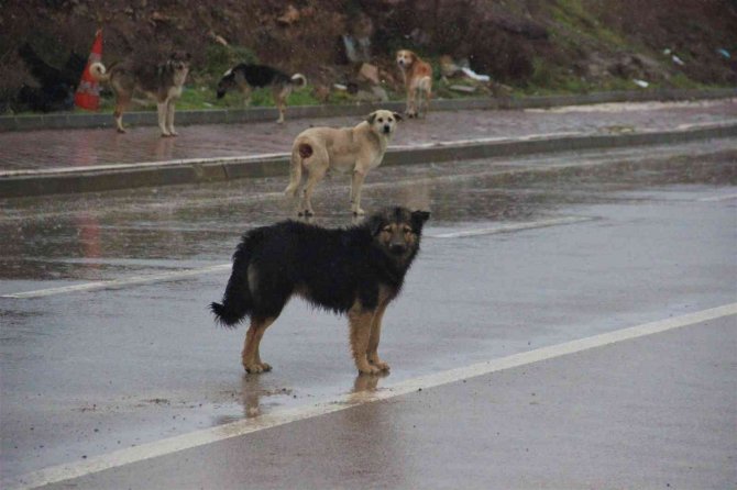 İ̇stanbul’un Köpekleri Kocaeli’de Korku Saçıyor