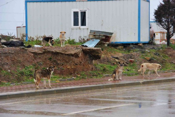 İ̇stanbul’un Köpekleri Kocaeli’de Korku Saçıyor
