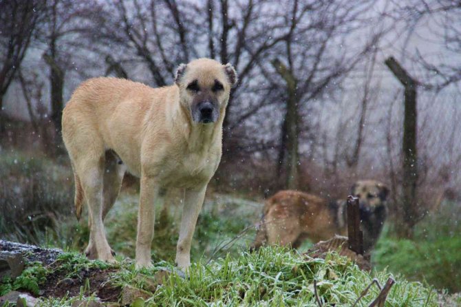 İ̇stanbul’un Köpekleri Kocaeli’de Korku Saçıyor