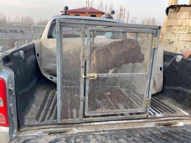 Jandarma Personeli Tarafından Başıboş Bulunan Pitbull Barınağa Götürüldü