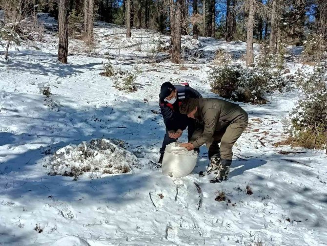 Mersin’de Yaban Hayvanları İçin Doğaya Yem Bırakıldı