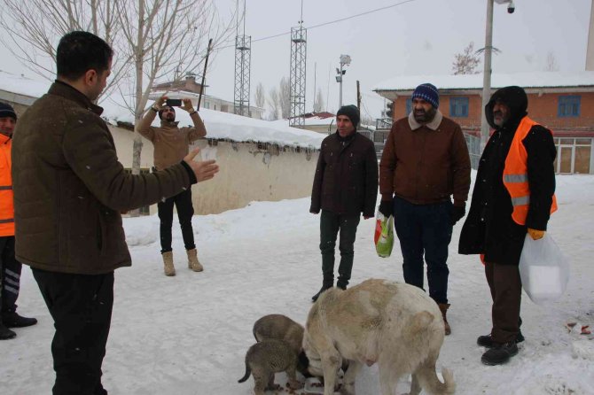 Kaymakam Güder, Sokak Hayvanlarını Unutmadı