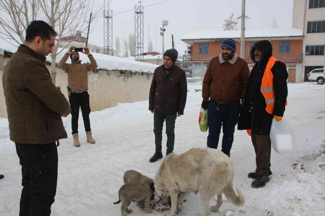 Kaymakam Güder, Sokak Hayvanlarını Unutmadı