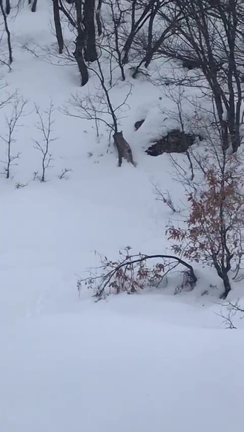 Tunceli’de Karda Yiyecek Arayan Vaşak Görüntülendi