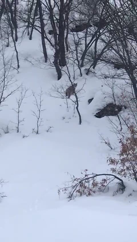 Tunceli’de Karda Yiyecek Arayan Vaşak Görüntülendi