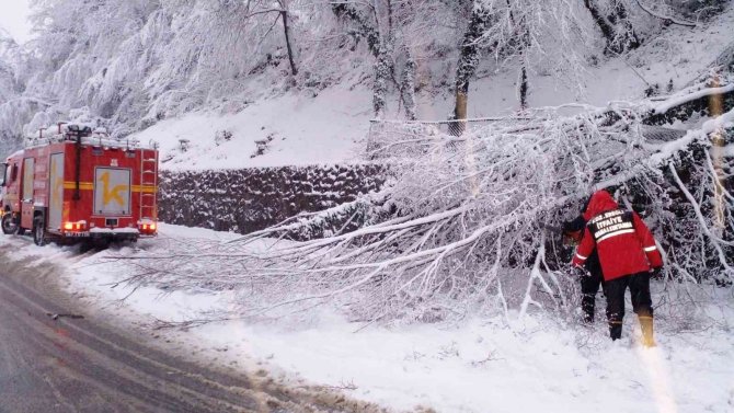 Kar, Kdz. Ereğli’de Onlarca Ağacı Devirdi, Dallarını Kırdı