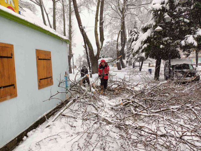 Kar, Kdz. Ereğli’de Onlarca Ağacı Devirdi, Dallarını Kırdı