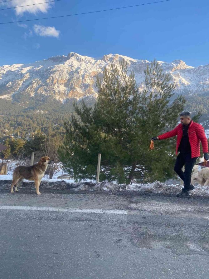 "Piton Döner" Karda Aç Kalan Sokak Köpeklerinin Yanında