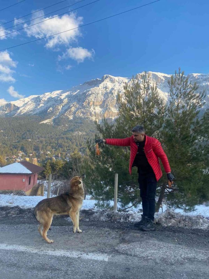 "Piton Döner" Karda Aç Kalan Sokak Köpeklerinin Yanında