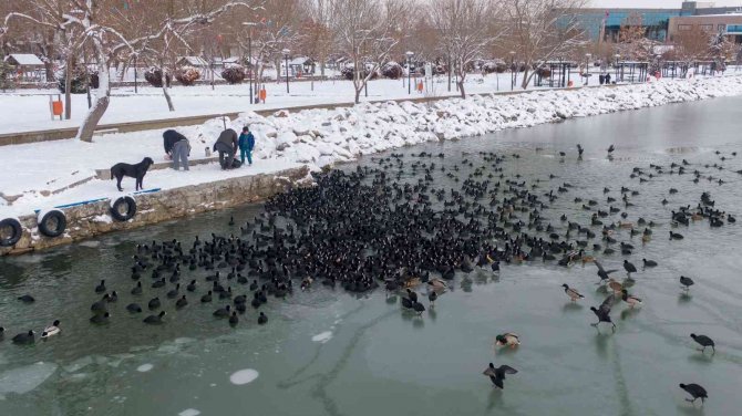 Donan Göldeki Ördek Ve Karabatakları Vatandaşlar Besledi