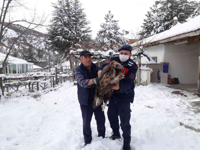 Çubuk’ta Yaralı Akbaba Bulundu