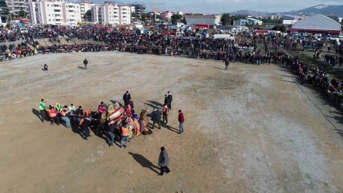 Ege’nin Geleneksel Deve Güreşi Havadan Görüntülendi
