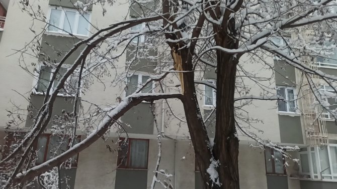 Karın Ağırlığına Dayanamayan Ağaçlar Kökünden Devrildi