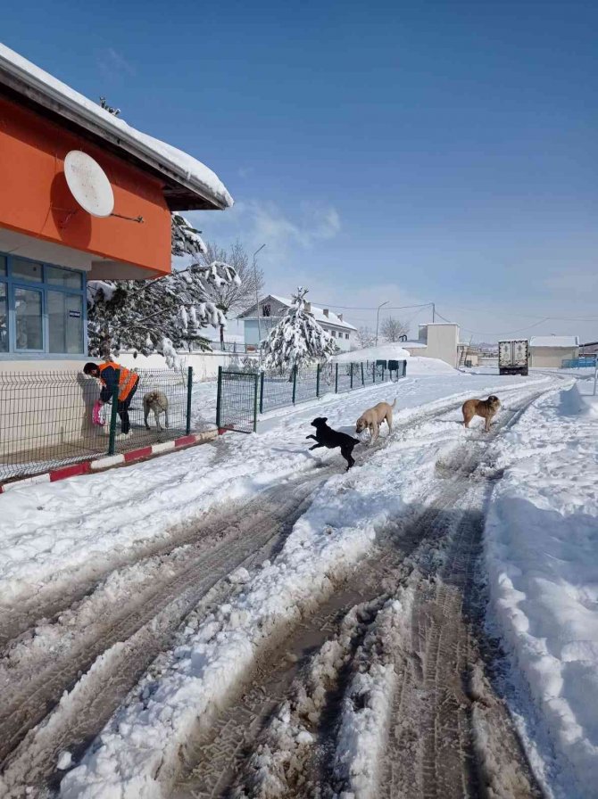 Belediye Sokak Hayvanlarını Unutmadı