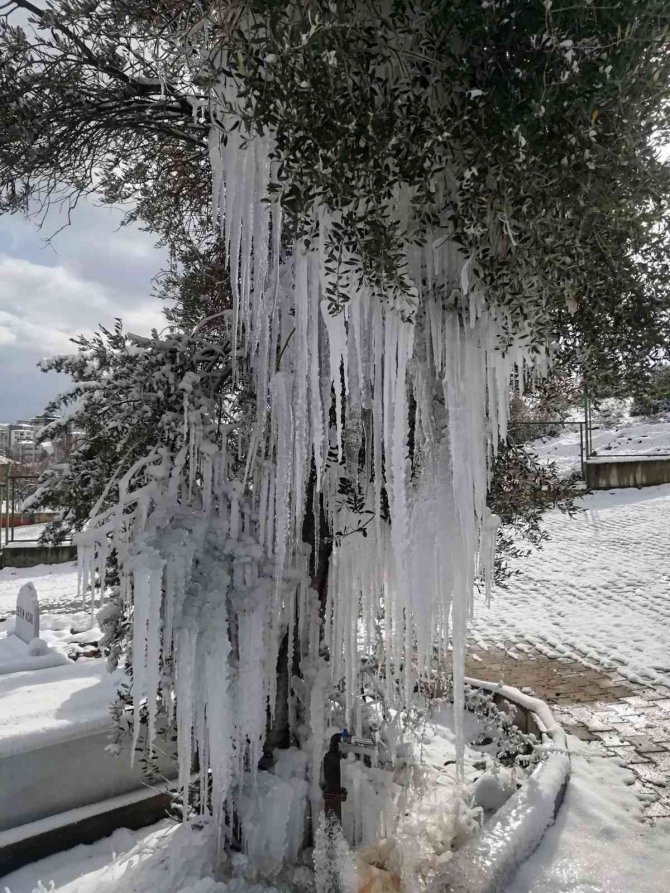 Patlayan Çeşme Ağaçta Buz Sarkıtları Oluşturdu