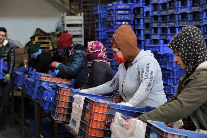 Dondurucu Soğuklar Sebebiyle Antalya Haline Gelen Ürün Yüzde 50 Azaldı