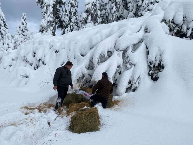 Yoğun Kar Yağışında Yaban Hayatı Unutulmadı