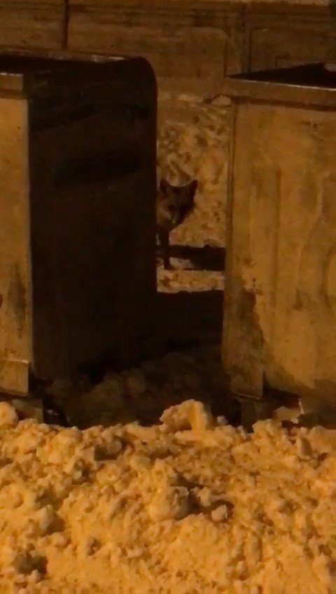 Elazığ’da Aç Kalan Tilki Şehre İndi Sokak Sokak Gezdi