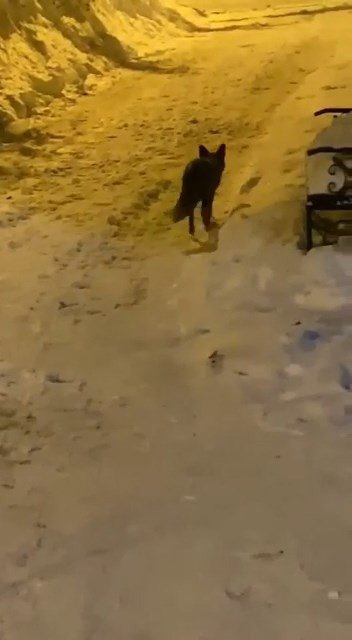 Elazığ’da Aç Kalan Tilki Şehre İndi Sokak Sokak Gezdi