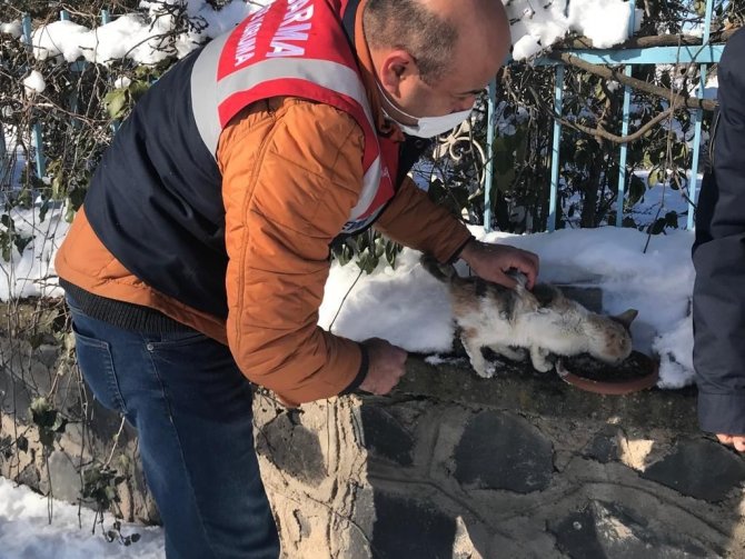 Jandarma Ekipleri Sokak Ve Yaban Hayvanlarını Unutmadı