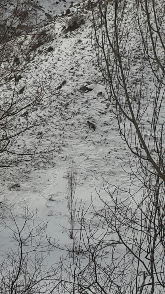 Erzurum’da Nesli Tükenmekte Olan Vaşak Görüntülendi