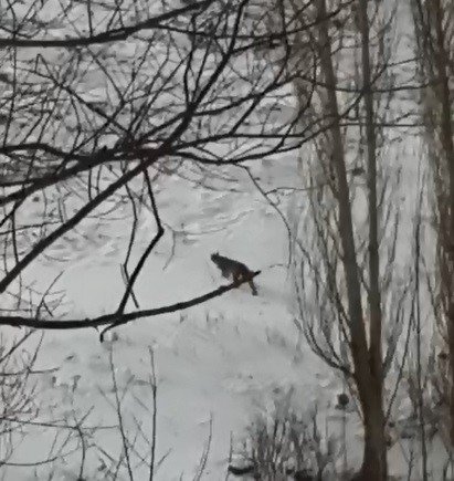 Erzurum’da Nesli Tükenmekte Olan Vaşak Görüntülendi
