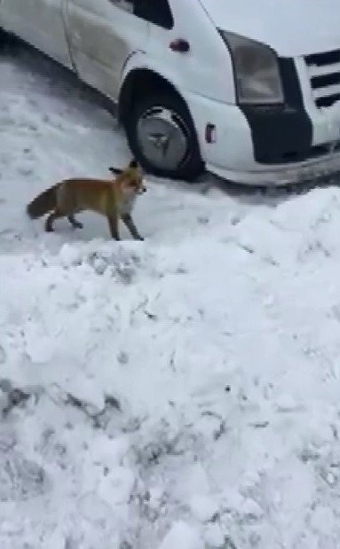 Evlerinin Önüne Kadar Gelen Tilkiyi Elleriyle Beslediler