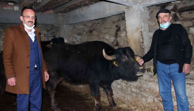 Giresun’da Manda Üreticilerinin Yüzü Güldü