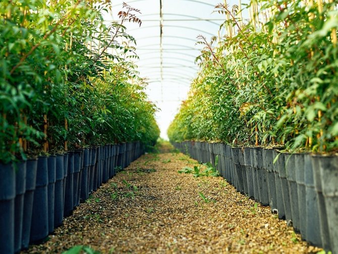 Antepfıstığının Yeni Üretim Merkezi Manisa