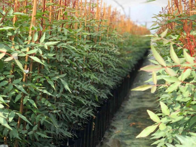 Antepfıstığının Yeni Üretim Merkezi Manisa