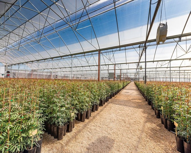 Antepfıstığının Yeni Üretim Merkezi Manisa