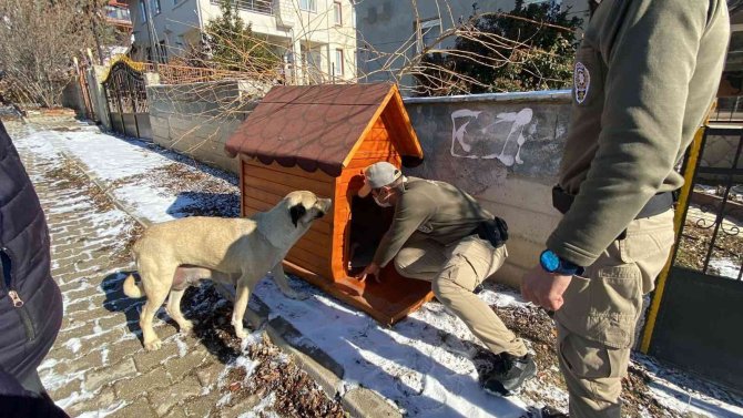 Haydi̇ Ekipleri Yeni Doğum Yapan Anne Ve 4 Yavru Köpeğe Sahip Çıktı