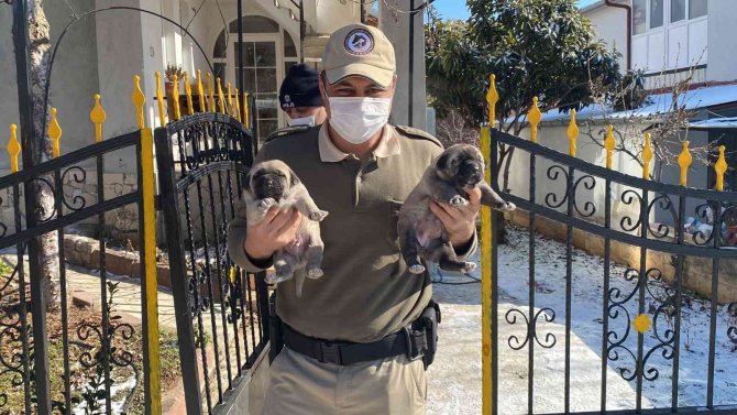 Haydi̇ Ekipleri Yeni Doğum Yapan Anne Ve 4 Yavru Köpeğe Sahip Çıktı
