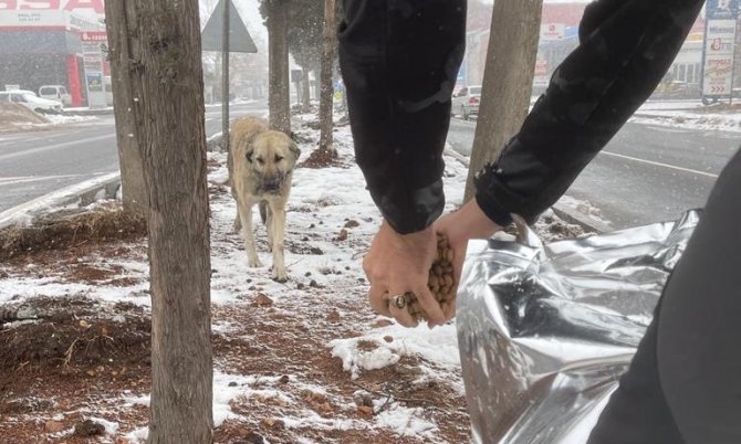 Kahramanmaraş’ta Sokak Hayvanları İçin 1 Ton Mama