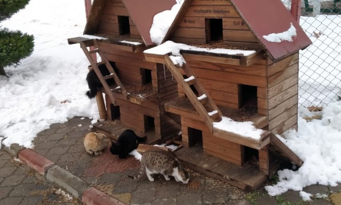 Kahramanmaraş’ta Sokak Hayvanları İçin 1 Ton Mama