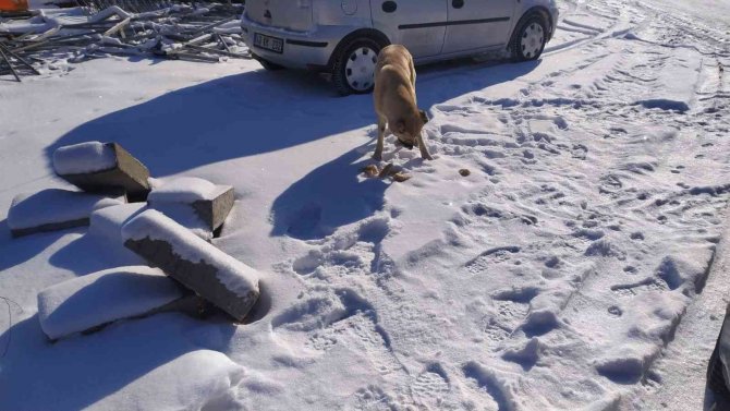 Sokak Hayvanları İçin Doğaya Yem Bırakıldı