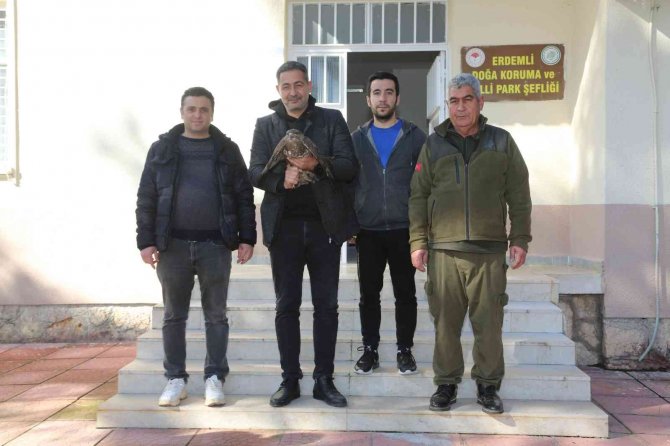 Yaralı Şahin Tedavi Altına Alındı