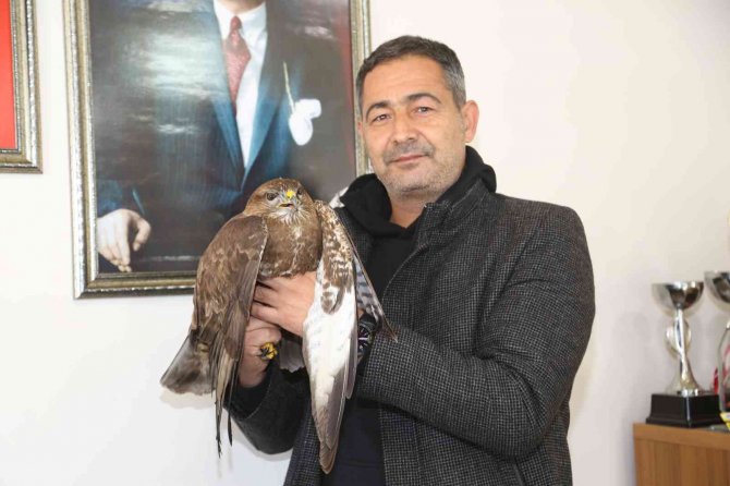 Yaralı Şahin Tedavi Altına Alındı