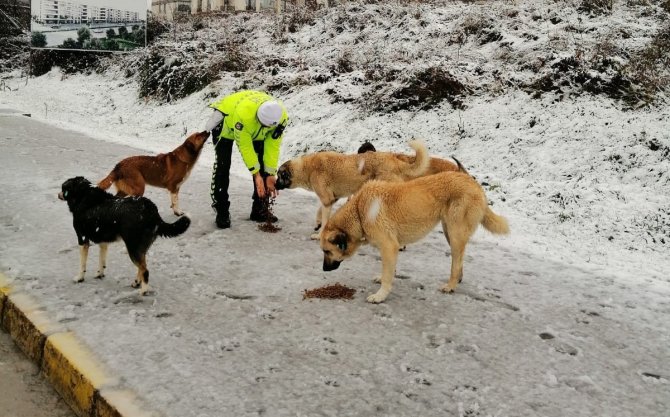 Trafik Polisleri Sokak Hayvanlarını Besledi
