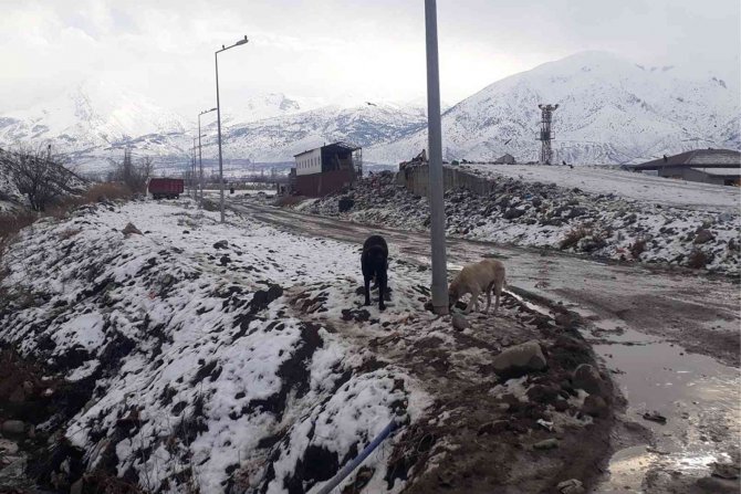 Sokak Hayvanlarına Yem Bırakıldı