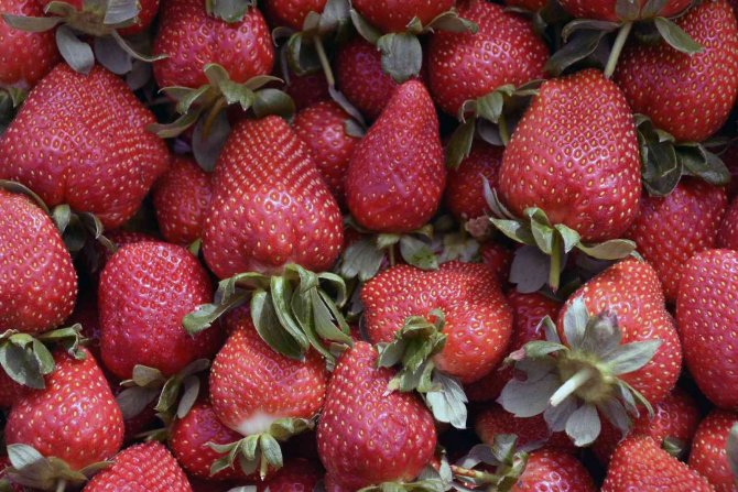 Muğla’nın Tarımsal Ve Su Ürünleri İhracatı 750 Milyon Dolar