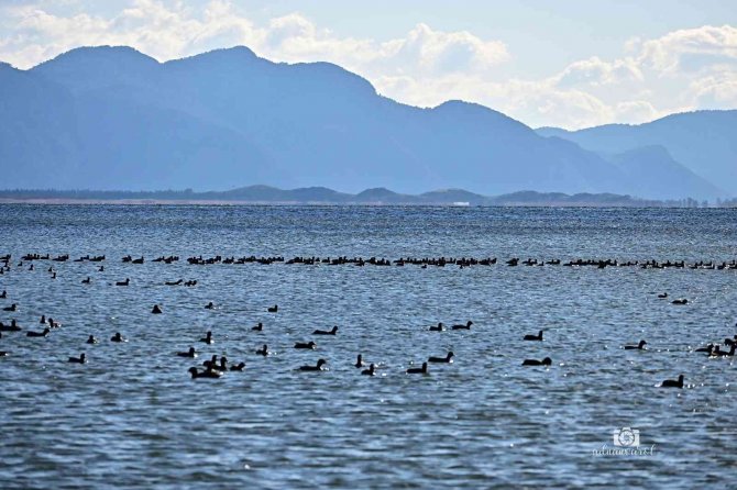 Köyceğiz Gölü’ne Akın Eden Sakarmeke Kuşları Renkli Görüntüler Oluşturdu