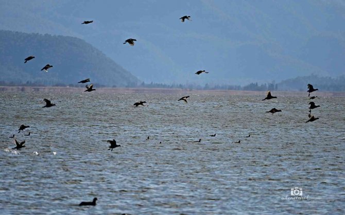 Köyceğiz Gölü’ne Akın Eden Sakarmeke Kuşları Renkli Görüntüler Oluşturdu