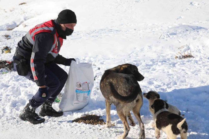 Başkale’de Sokak Hayvanları Yalnız Bırakılmıyor