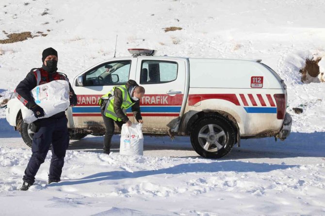 Başkale’de Sokak Hayvanları Yalnız Bırakılmıyor